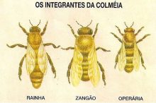 Ciclo de vida das abelhas operárias - Apiário Santo Antônio