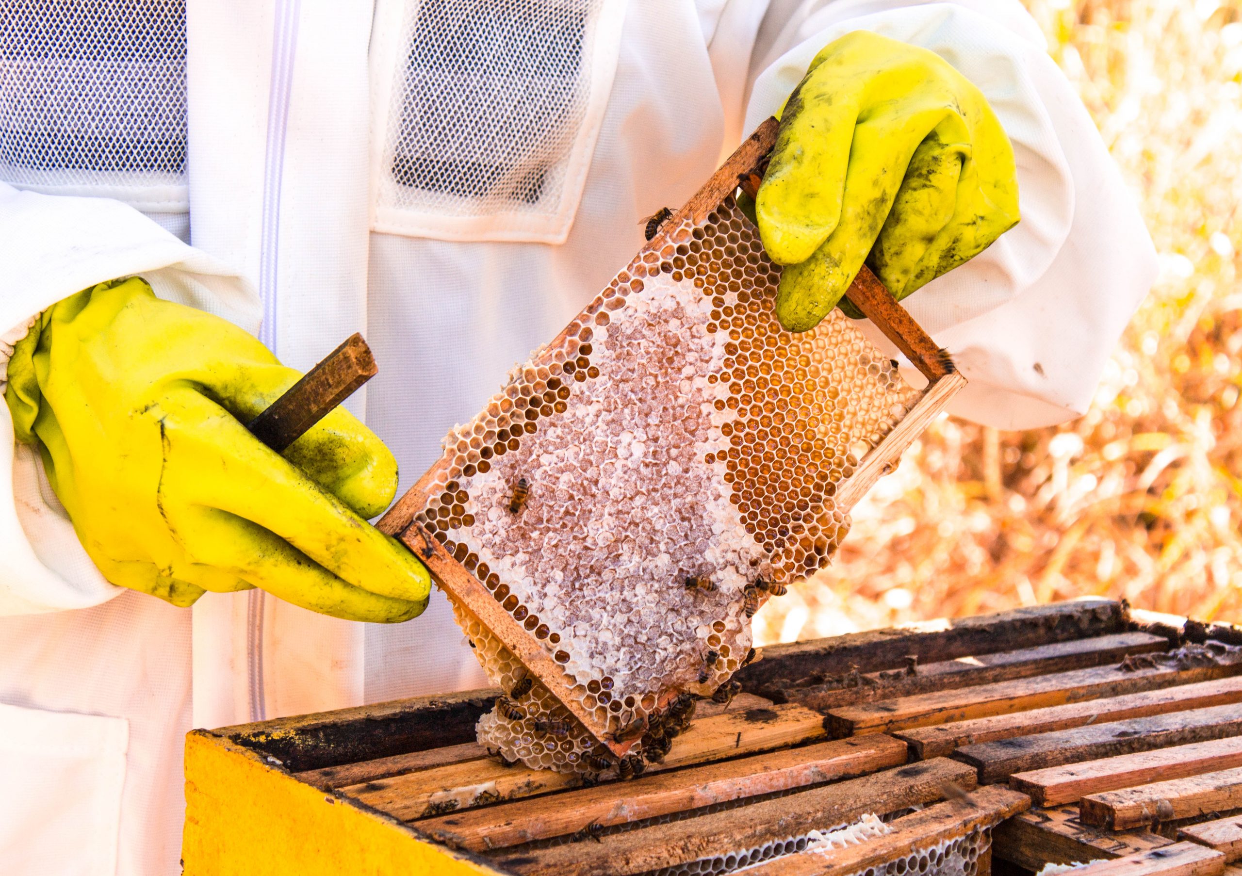 Produção de mel no Brasil visa ampliação para atender mercado