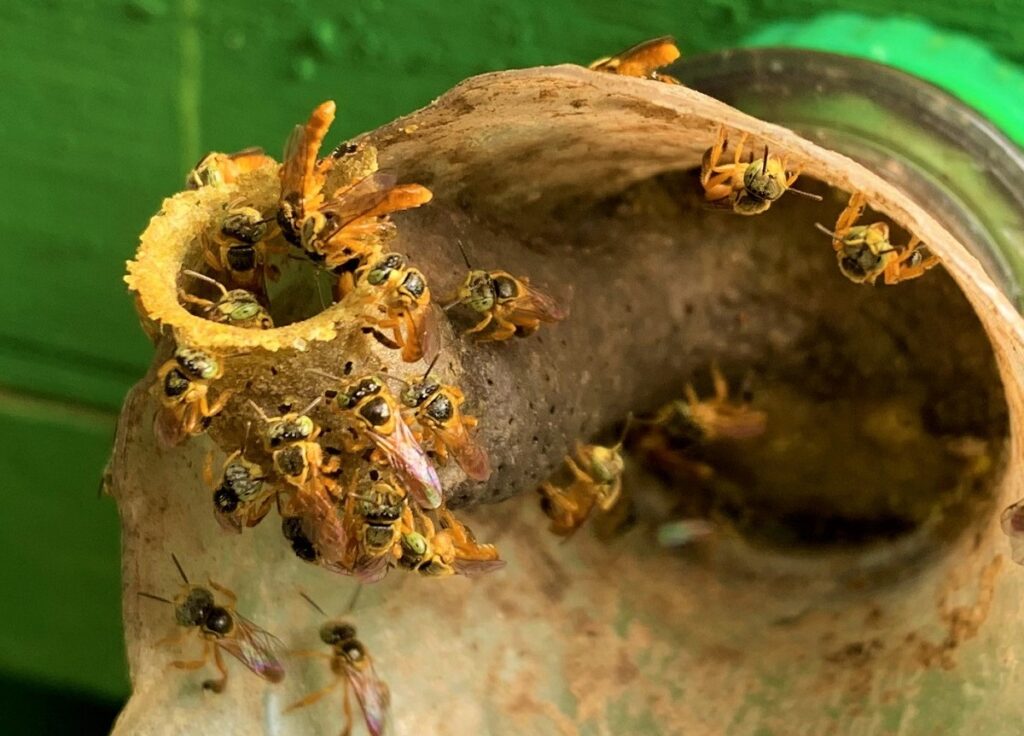 O Que Cera De Abelha E Como Ela Produzida Api rio Santo Ant nio O Que Cera De Abelha E Como Ela Produzida Api rio Santo Ant nio